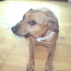 Blanding af racer Pjevsen