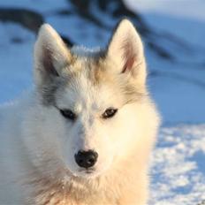 Grønlandshund Bamse *Død*