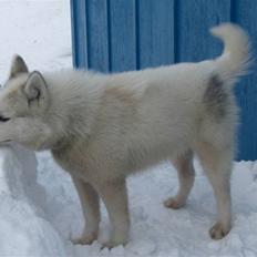 Grønlandshund Bamse *Død*