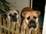 Bullmastiff Amy