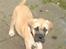 Bullmastiff Amy