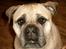Bullmastiff Tiny