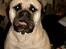 Bullmastiff Tiny