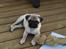 Mops Frodo!(: