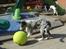 Border collie All Star Choice