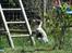 Border collie All Star Choice