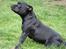 Staffordshire bull terrier Chico - Chico´s mor "Jasmin"