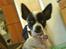 Chihuahua Tøzen *R.I.P. savner diig