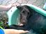 Labrador retriever Balto