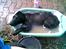 Labrador retriever Balto