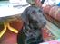 Labrador retriever Balto