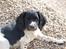 Engelsk springer spaniel Amy