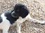 Engelsk springer spaniel Amy