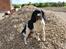 Engelsk springer spaniel Amy