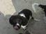 Engelsk springer spaniel Amy