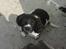 Engelsk springer spaniel Amy