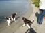 Engelsk springer spaniel Lady - Klar til at hente apporten***kast