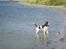 Engelsk springer spaniel Lady - Her er den
