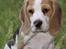 Beagle Svea