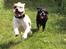 Blanding af racer SIGURD himmel hund ?? - stor dreng
