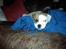 Blanding af racer SIGURD himmel hund ??