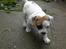 Blanding af racer SIGURD himmel hund ??
