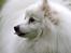 Japansk spids Klara (2001-2013) - 05: 21/05-09 - Ser jeg ikke sød ud? :-))