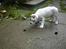 Blanding af racer SIGURD himmel hund ??