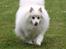 Japansk spids Klara (2001-2013) - 17: 21/05-09 - Sagde du noget?