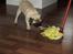 Mops Frodo!(: