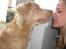 Nova scotia duck tolling retriever Freja - snuser lige til mor