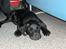 Labrador retriever (formel 1) MAX - Juli 2007.... "Man bliver træt af at være i sommerhus og bade"
