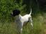 Pointer Victor