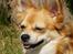 Chihuahua Molly - Nyder solens varme... :)