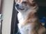 Chihuahua Molly - holder vagt.. :D
