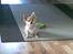 Chihuahua Molly - Hvaaaad....?