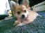 Chihuahua Molly - Hejsa..