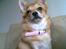 Chihuahua Molly - "Hundenes Dronning"