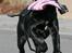 Labrador retriever Kaido  (Hvil i fred, smukke pige)
