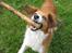 Kooikerhondje Tagas Topsi R.I.P