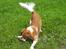 Kooikerhondje Tagas Topsi R.I.P