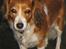 Kooikerhondje Tagas Topsi R.I.P