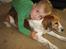 Kooikerhondje Tagas Topsi R.I.P