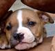 Amerikansk staffordshire terrier Bailey The Little Boss