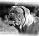 Dogue de bordeaux Sara