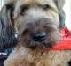 Briard Chili
