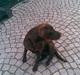 Labrador retriever Luna