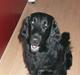 Flat coated retriever Molly