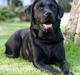 Labrador retriever Sandy