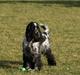 Cocker spaniel Aldur (Blue Roan)